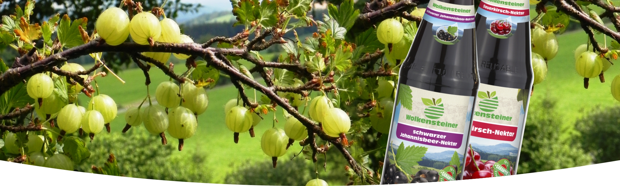 Weinbeeren am Strauch